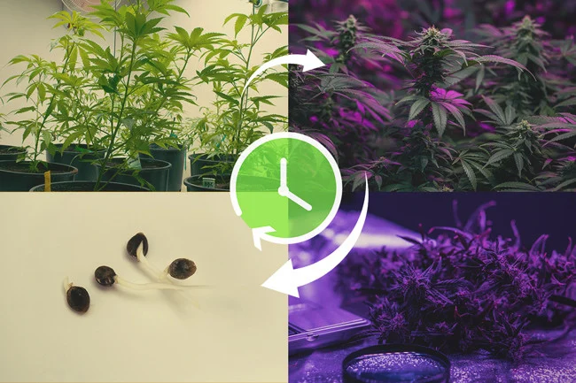 Guía Sativa Cultivo